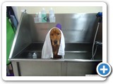 retrieve1